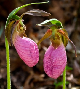 pink ladyslipper orchid