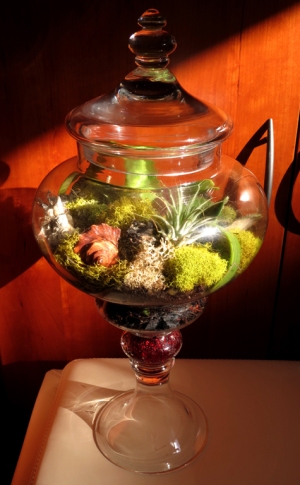 glass terrarium by Hieropice