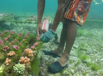 coral farming