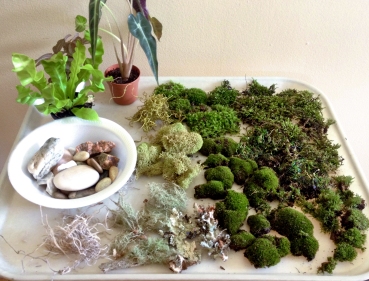 Moss and plants for terrrarium workshop